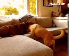 Dog Fight GIF - Dog Fight Couch GIFs