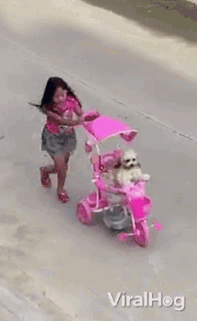 Dog Viralhog GIF - Dog Viralhog Ride GIFs