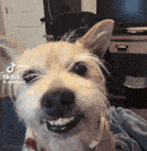 a dog is smiling and looking at the camera while sitting on a bed .
