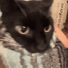 Cat Black Cat GIF - Cat Black Cat Pat GIFs