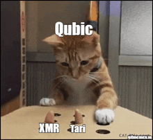 a cat playing with a toy with the words qubic xmr tari written on it