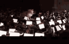 Cat Orchestra GIF - Cat Orchestra Funny GIFs