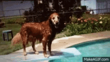 Diving Dogs GIF - Diving Dogs Swimming GIFs