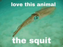 The Squit I Love This Anima GIF - The Squit I Love This Anima GIFs