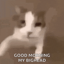 a close up of a cat 's face with the words `` good morning my bighead '' .