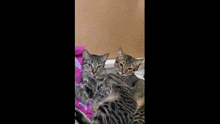 Bestcatsmm Marshmallow Cat GIF - Bestcatsmm Marshmallow Cat Cat GIFs