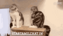 a blurred image of two cats with the words starttamilchat.in in the corner