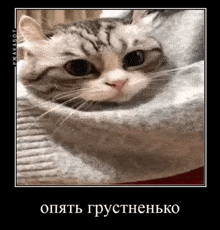 a cat is sitting in a sweater and looking at the camera with a black frame .