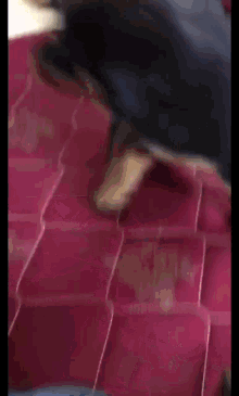 a dog is walking on a red mattress