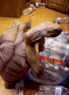 The Newd To Breed Water Bottles GIF - The Newd To Breed Water Bottles Turtle GIFs