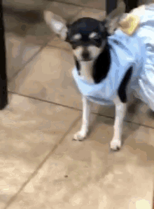 Chihuahua Prom GIF - Chihuahua Prom Party GIFs