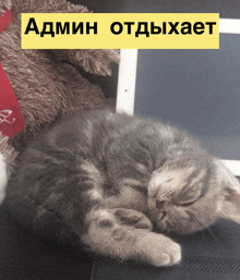 a cat is sleeping under a sign that says admin on it