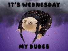 Its Wednesday My Dudes Frog GIF