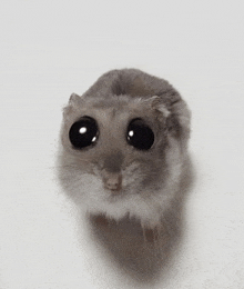 Sad Mouse Big Eyes GIF