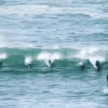 Ocean Dolphins GIF