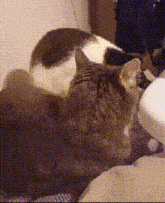 Cat Bite GIF - Cat Bite GIFs