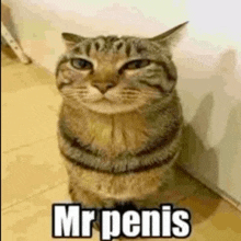 Mr Penis GIF