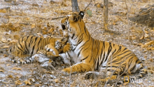 Resting Tigers Meet The Tiger Family GIF - Resting Tigers Meet The Tiger Family Nat Geo Wild GIFs