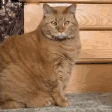 Charger Fat GIF - Charger Fat Cat GIFs