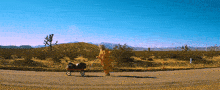a man in a teddy bear costume pushes a red wagon down a desert road