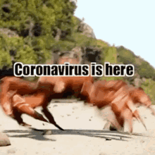 Coronavirus Crab GIF - Coronavirus Corona Crab GIFs