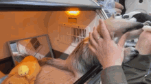 a person with a ring on their finger is holding a stuffed animal