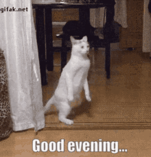 Cat Good Evening GIF - Cat Good Evening Walking GIFs