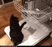 dishwasher cat funny cat