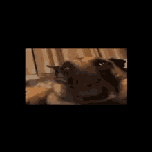 a dog is laying down and looking at the camera with its mouth open