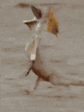 a close up of a lizard laying down with a blurred background