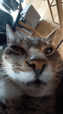 Maoson Cat GIF