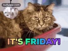 Friday.Gif GIF - Friday Cat Trending GIFs