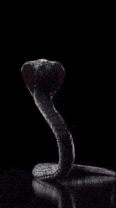 a black and white image of a flower with a hole in the middle