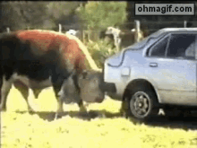 Cow Car GIF - Cow Car Lift GIFs