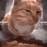 Gato Ração Automática Gato Desconfiado GIF - Gato Ração Automática Gato Desconfiado Gato GIFs