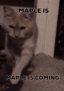 Maple Is GIF - Maple Is Coming GIFs