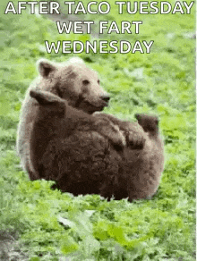 a bear is laying on its back in the grass with a caption that says `` after taco tuesday wet fart wednesday '' .