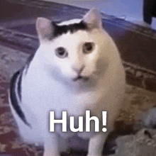 a white cat with a black spot on its head is standing on the floor and making a funny face .