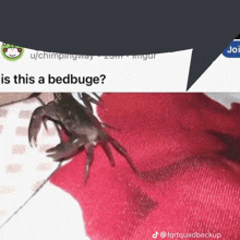 Funny Crab GIF - Funny Crab Bed GIFs