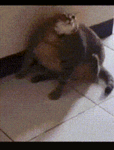 a cat laying on a tiled floor with a wall in the background