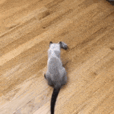 a cat is sitting on a wooden floor looking at a toy mouse