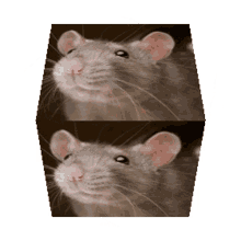 poopoop rat