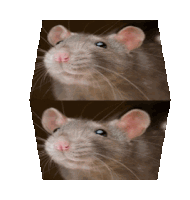 Rat Mung Sticker - Rat Mung Poopoop Stickers