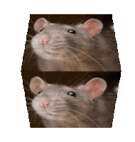 a close up of a rat 's face with a white background