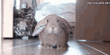 Changed My Mind GIF - Bunny Cute Imissyou GIFs