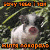 a picture of a pig with a foreign language caption