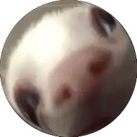 a sphere with a face on it that looks like a person 's face