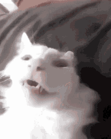 Sussy Cat GIF - Sussy Cat Speed Up GIFs