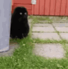 Sneaky Black GIF - Sneaky Black Cat GIFs
