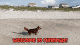 Welcome To Minnmax Pets Minnmax GIF